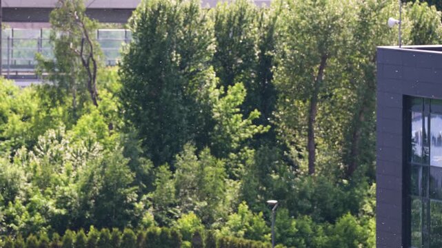 Poplar fluff flies spinning in wind against trees outdoors, summer season allergy warning, Poplar tree fluff collects and transfers pollen from blooming plants causing nasal itching and sneezing.