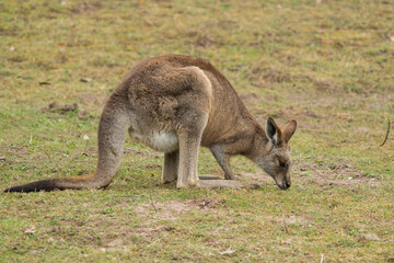 Side view of a female eastern grey kangaroo (Macropus giganteus) with a bulging pouch foraging on the ground © Thorsten Spoerlein