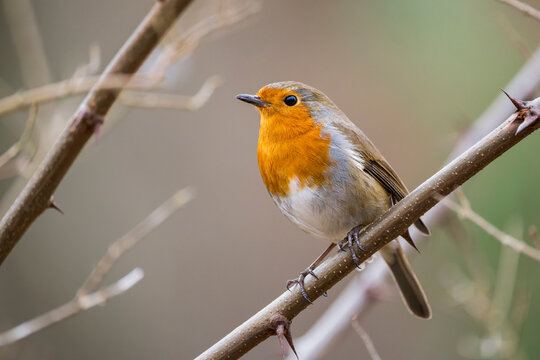 European robin (Erithacus rubecula) perched on a branch against a blurred bokeh background