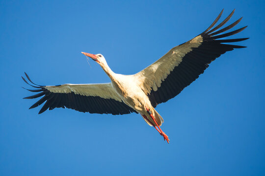 White stork (Ciconia ciconia) flying directly overhead with fully spread wings against a blue sky