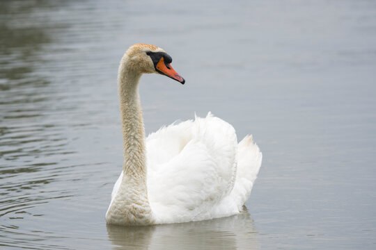 Mute swan (Cygnus olor) swimming peacefully on a calm pond
