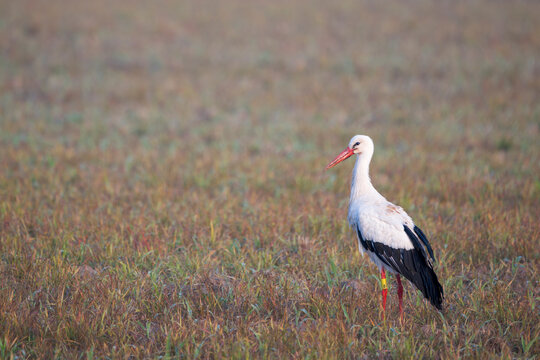 White stork (Ciconia ciconia) standing in a green meadow in wild nature