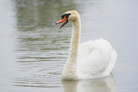 Mute swan (Cygnus olor) swimming on a pond and hissing with open beak