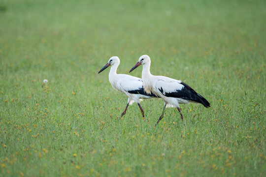 Two white storks (Ciconia ciconia) walking together in a green meadow