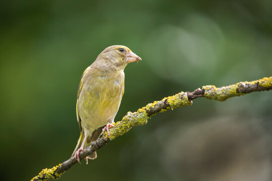 European greenfinch (Chloris chloris) perched on a lichen-covered tree branch in wild nature