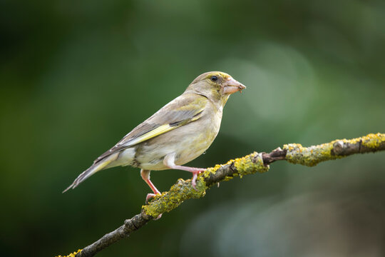 European greenfinch (Chloris chloris) perched on a lichen-covered tree branch in wild nature