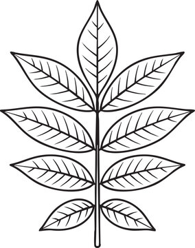 Detailed Illustration of Hickory Compound Leaf with Natural Green Color and Vein Texture on White Background