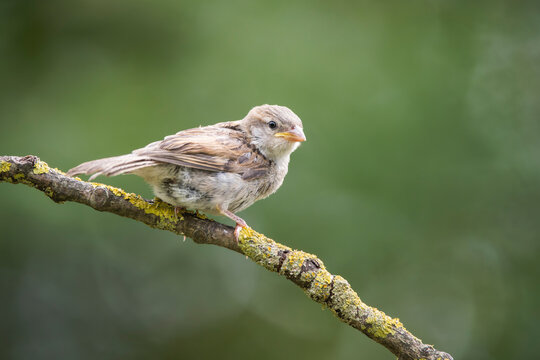 House sparrow (Passer domesticus) perched on a lichen-covered tree branch in wild nature