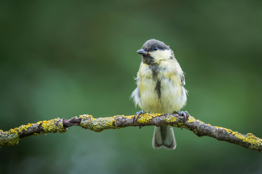 Great tit (Parus major) perched on a lichen-covered tree branch in wild nature