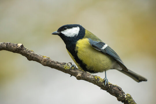Great tit (Parus major) perched on a lichen-covered tree branch in wild nature