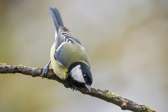 Great tit (Parus major) perched on a lichen-covered tree branch in wild nature