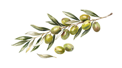 Fresh green olives growing on a branch with leaves Vector © Sagor