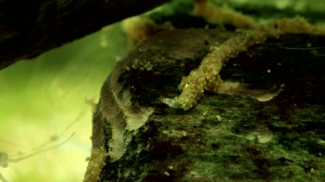 Midge larva (Chironomid: Corynoneura sp.) underwater, extending from tube shelter and foraging for food on a dead piece of wood in a pond, extreme macro close-up, angle 1.