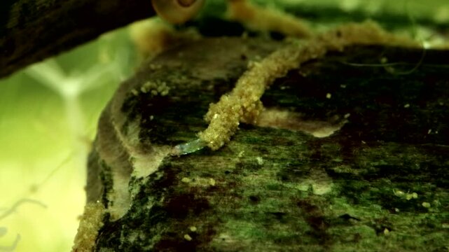 Midge larva (Chironomid: Corynoneura sp.) underwater, extending from tube shelter, feeding and swallowing on a dead piece of wood in a pond, extreme macro close-up.