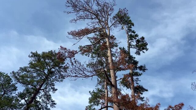 4K handheld footage capturing professional tree pruning and limb removal during maintenance work in a public park, overlooking Lake Olmstead in Augusta, Georgia.