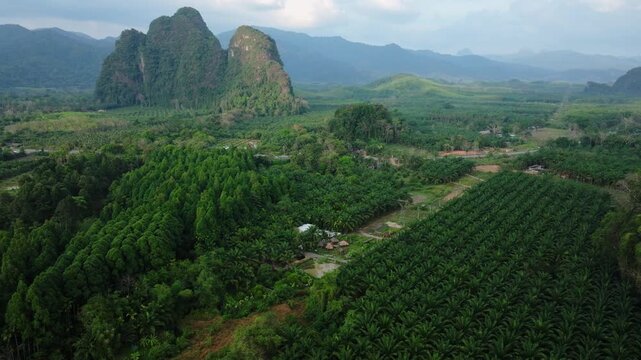 4K drone footage showcasing the majestic limestone karst mountains near Khao Sok National Park, Surat Thani, Thailand, overlooking lush agricultural plantations at golden hour
