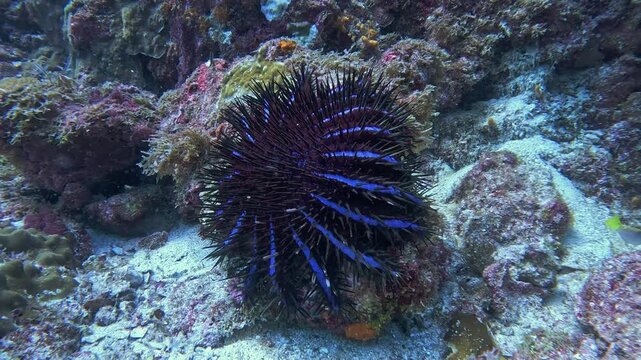4K underwater footage of a Crown-of-thorns starfish (Acanthaster planci) resting on a coral reef in the Similan Islands, Thailand.