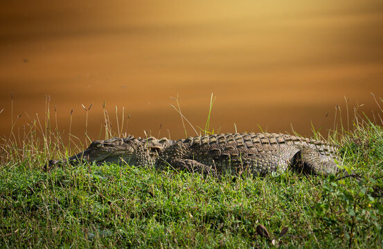 Mugger Crocodile Resting Among Grass at Water Edge at Dawn Wilpattu National Park Sri Lanka