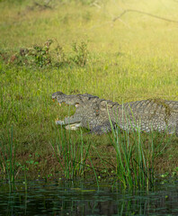 Fototapeta premium Mugger Crocodile resting on riverbank in freshwater wetland Sri Lanka