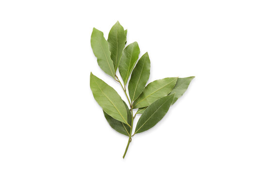Green bay leaves displayed with rich texture and vibrant color. Culinary herb concept, PNG