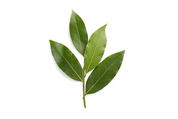 Fototapeta premium Green bay leaves display their rich color and texture in a natural setting, PNG