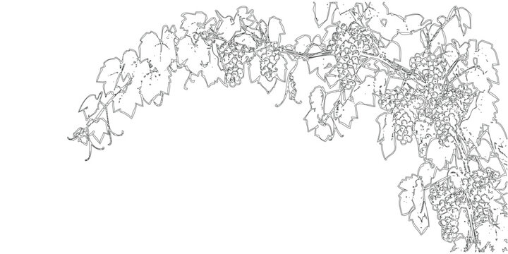 Hand drawn illustration of a grapevine branch with clusters of grapes and leaves, black and white line art