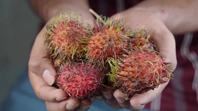 Holding fresh rambutans in a market