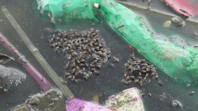 Flies swarm on debris in murky water close up macro view.