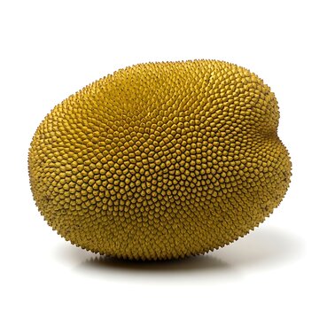 Whole Jackfruit Isolated on White Background, Tropical Exotic Fruit