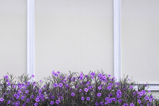 Puple ruellia tuberosa flower blooming,field on concrete wall background