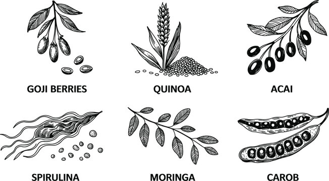 Hand drawn sketch icon set featuring healthy superfoods goji berries quinoa acai spirulina moringa and carob pods