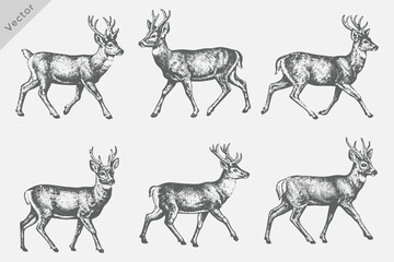 Obraz premium Various Deer animals set in Hand-drawn sketch vector illustration. Deer Isolated grunge Retro style vector on white background