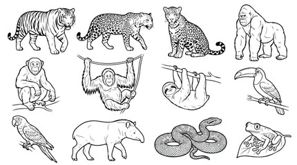 Fototapeta premium Jungle animals line art collection, 12 tropical wildlife vector illustrations, exotic rainforest fauna coloring book set, black and white animal icons