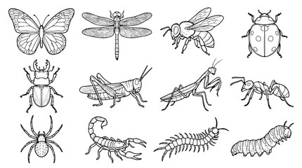 Vintage insect line art collection, 12 hand drawn bug illustrations, black and white butterfly and beetle vector set for nature educational design © chouadhrynuman