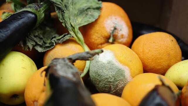 Close-up of Moldy Orange Among Fresh Fruit and Vegetables