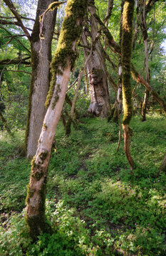 The mossy leafless boxwood dead wood in Khosta Yew-Boxwood Grove.