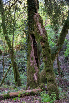 The area of Khosta Yew-Boxwood Grove.