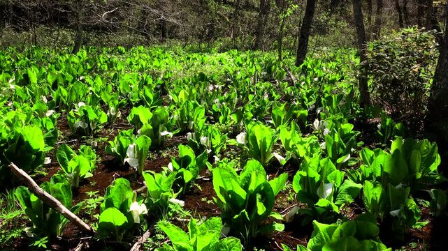 レクの森（小沼）のミズバショウ