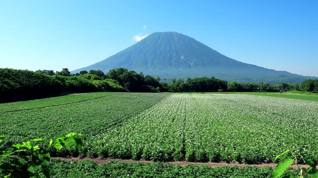 羊蹄山とジャガイモの花