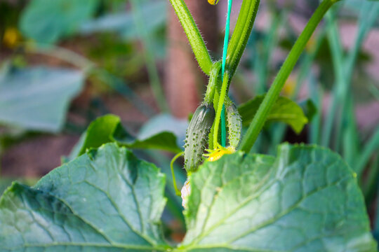 Small green bumpy cucumbers grow on a plant stem among large leaves inside a greenhouse. Young fruits with a yellow flower are tied to a twine for vertical cultivation during the summer season.