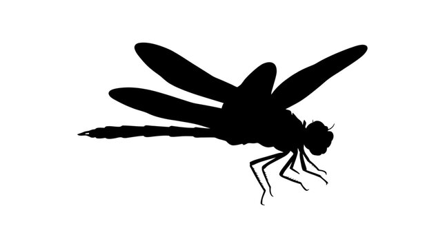 Black dragonfly silhouette, insect icon, dragon fly symbol, vector illustration isolated on White Background silhouette