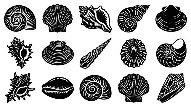 Black and White Line Art of Various Seashells on White Background