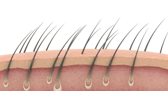 hair strand close up