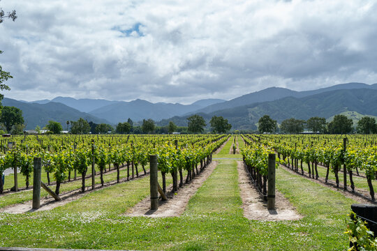 Rows of grapevines in a vineyard with the Richmond Range mountains in Blenheim, Marlborough, New Zealand in November 2025.