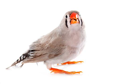 Sunda zebra finch