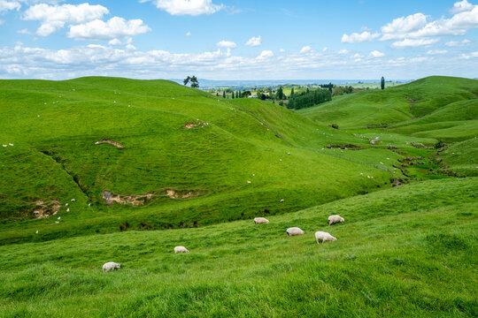 Green rolling hills with grazing sheep in rural New Zealand farmland on North Island.