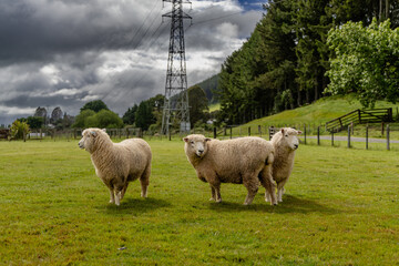 Obraz premium Three Sheep Grazing Under Stormy Rural Sky