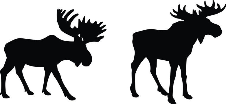 Black silhouette icons of bull moose with large antlers isolated on white background wild animal vector set