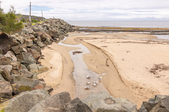 Silver gulls bathe in a remnant of water in an eroded sand gully at low tide on the beach next to a rock wall separating this area from the harbour at Ulladulla in New South Wales, Australia.