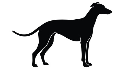 Fototapeta premium Greyhound dog silhouette vector, standing whippet or sighthound profile, black animal shape isolated on white background
